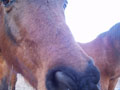heleem nose in my face.jpg